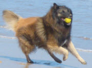 dog run ball