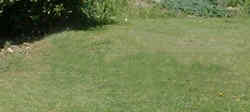 Empty grass field with no dogs