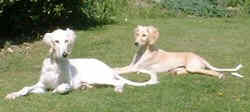 Two dogs  on a grass field