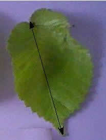 leaf