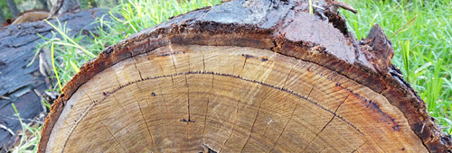 Tree Rings are like Shells