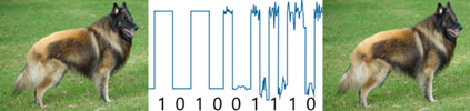 digital picture noise does not affect quality