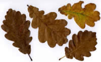 oak leaves