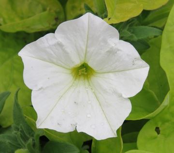 petunia pentagon