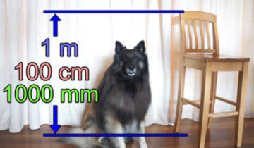 dog next to chair: 1m = 100cm = 1000mm