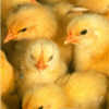 chicks