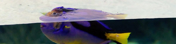 refraction fish
