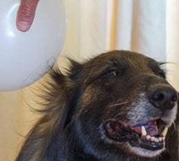 static ballon with dog hair