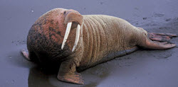 walrus