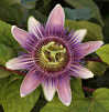 Passiflora Jigsaw